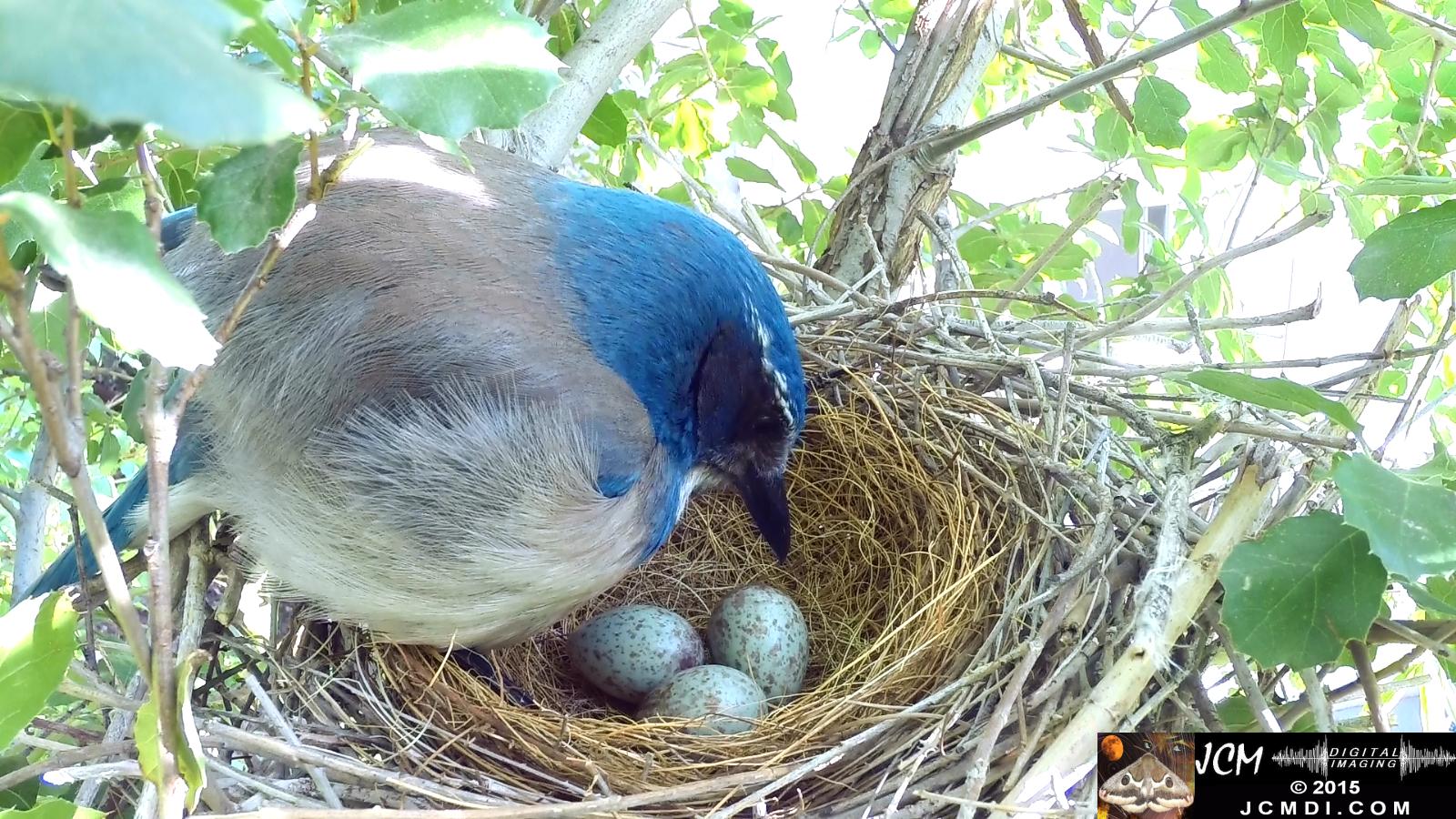 Scrub jay female adjusts eggs clean nest and sit santa clarita jcmdi.com